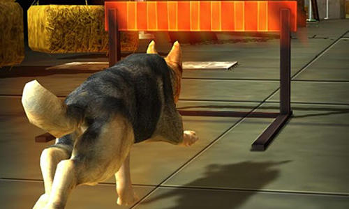 Gameplay of the Dog simulator 3D for Android phone or tablet.