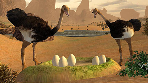 Gameplay of the Ostrich bird simulator 3D for Android phone or tablet.