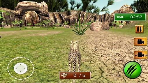 Gameplay of the African cheetah: Survival sim for Android phone or tablet.