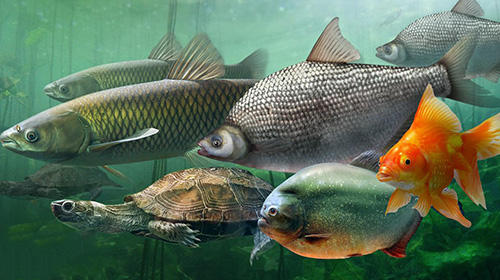 Big fish king - Android game screenshots.