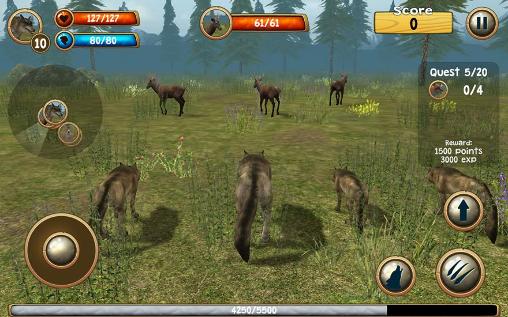 Gameplay of the Wild wolf simulator 3D for Android phone or tablet.