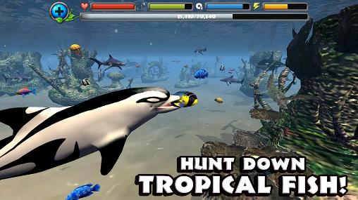 Dolphin simulator - Android game screenshots.