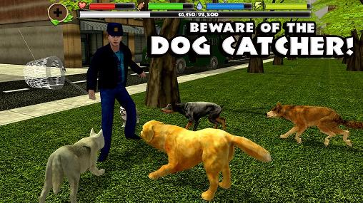 Stray dog simulator - Android game screenshots.