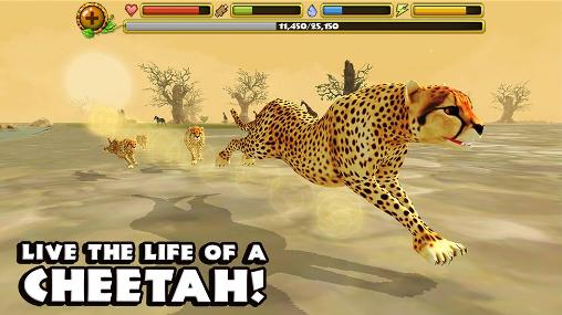 Gameplay of the Cheetah simulator for Android phone or tablet.