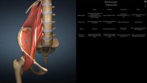Anatomy learning - 3D atlas screenshot.