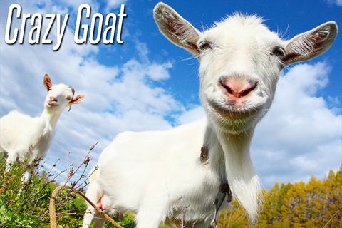 Game Crazy goat for iPhone free download.