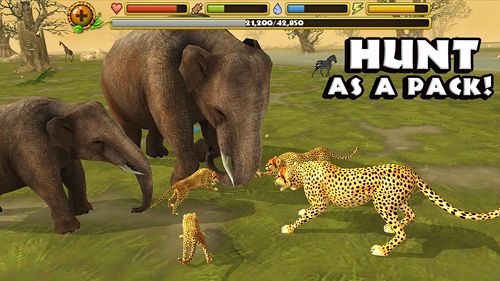 Download app for iOS Cheetah simulator, ipa full version.