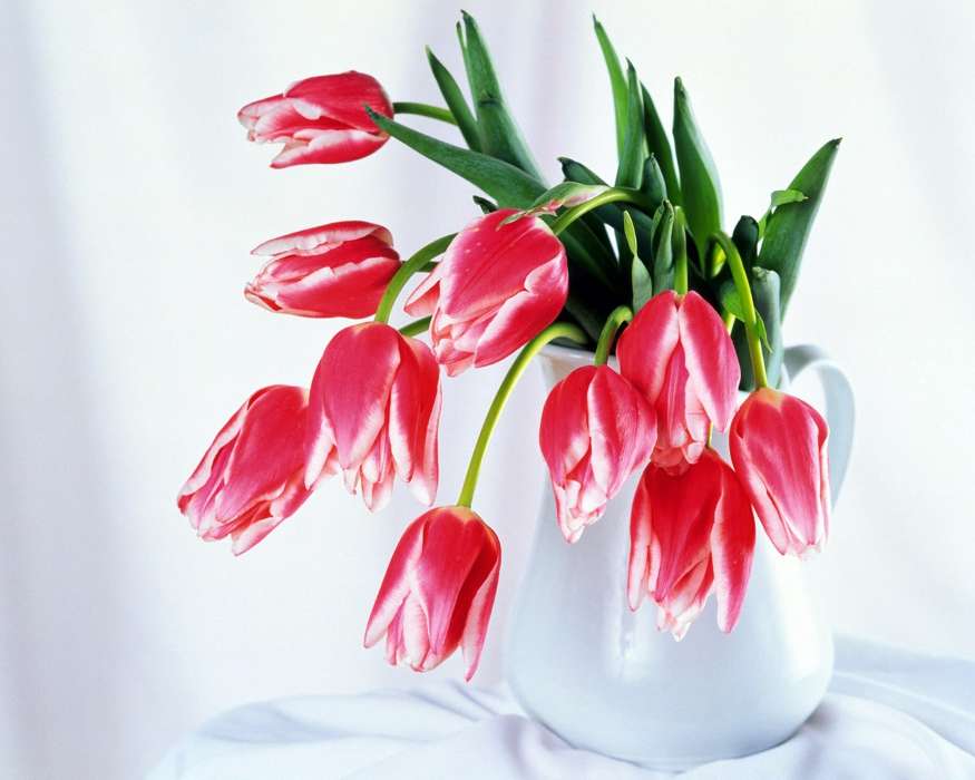 Plants, Flowers, Tulips, Bouquets, March 8, International Women's Day (IWD)