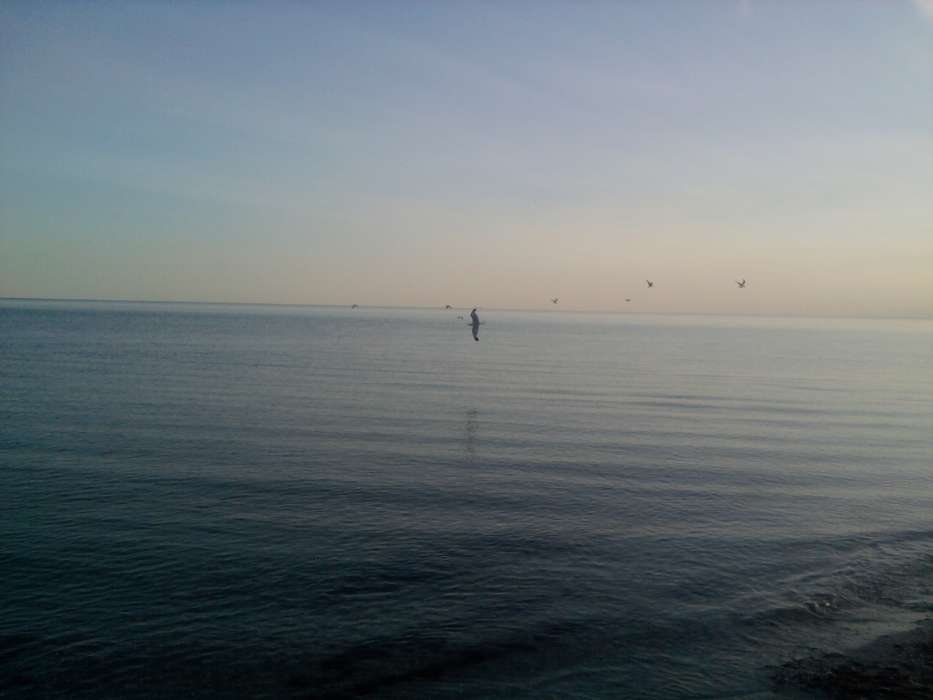 Seagulls,Sea,Landscape