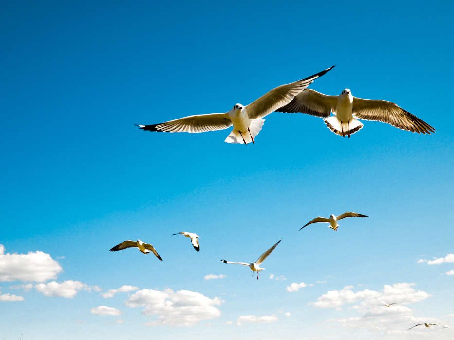 Seagulls, Sky, Birds, Animals