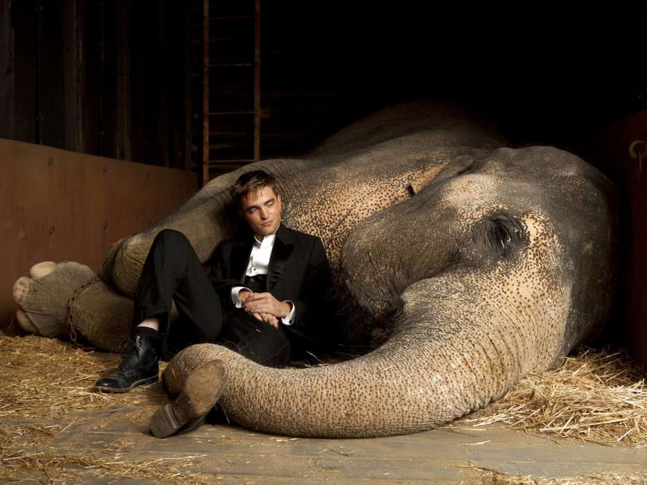 Actors, Cinema, People, Men, Robert Pattinson, Elephants, Animals