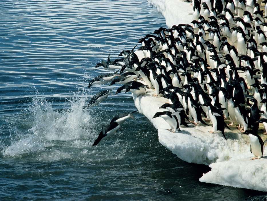 Animals, Winter, Water, Pinguins, Sea, Antarctica, Arctic