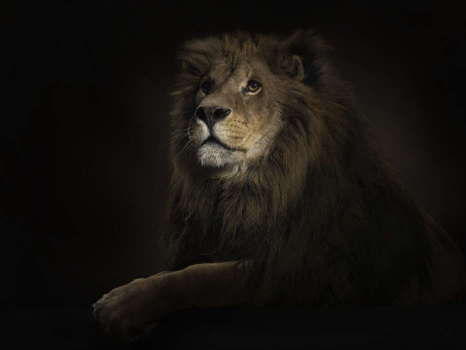 Animals, Art photo, Lions