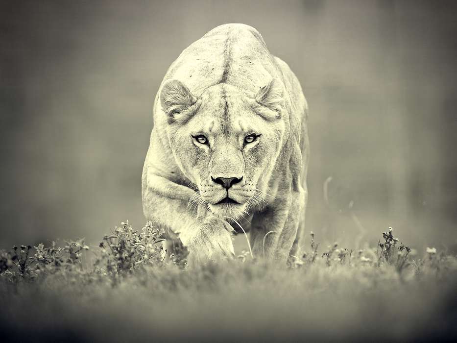Art photo, Lions, Animals