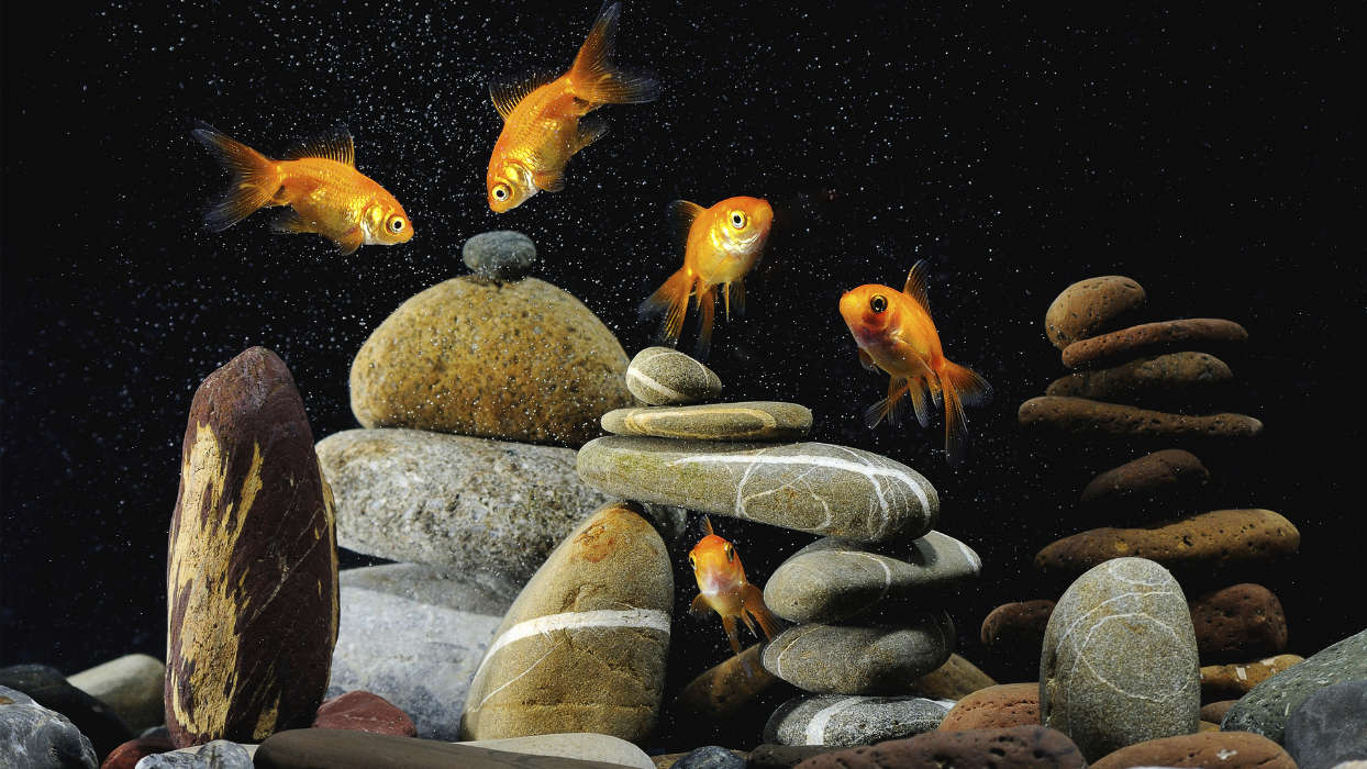 Art photo,Fishes,Animals
