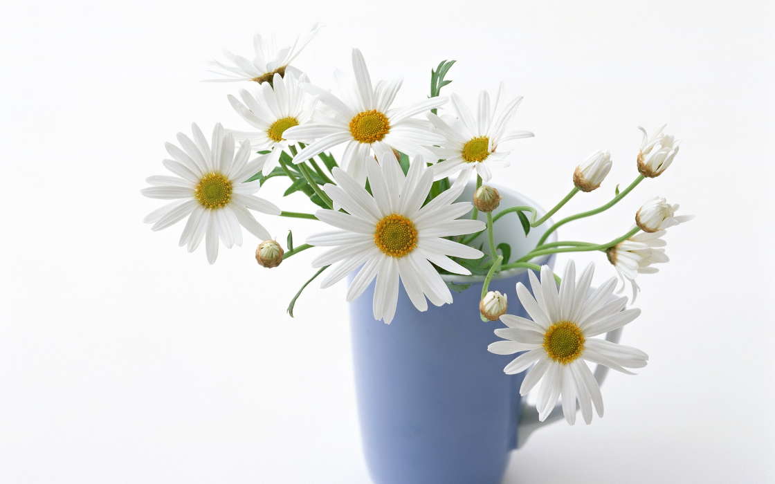 Cups, Flowers, Objects, Plants, Camomile