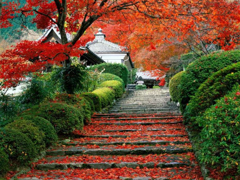 Asia,Leaves,Autumn,Landscape