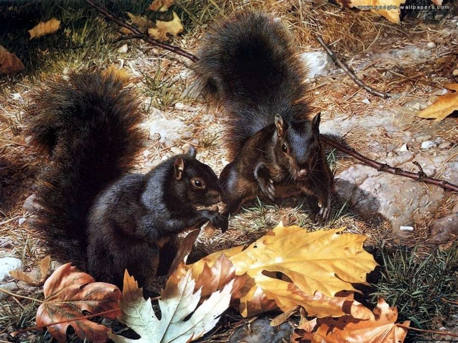 Squirrel, Animals