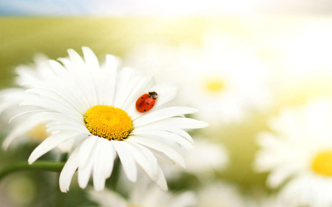 Plants, Flowers, Insects, Camomile, Ladybugs