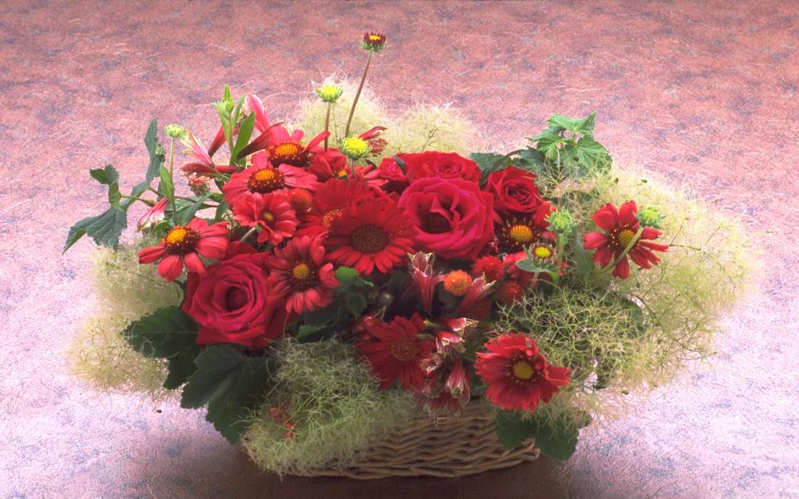 Holidays, Plants, Flowers, Roses, Chrysanthemum, Bouquets