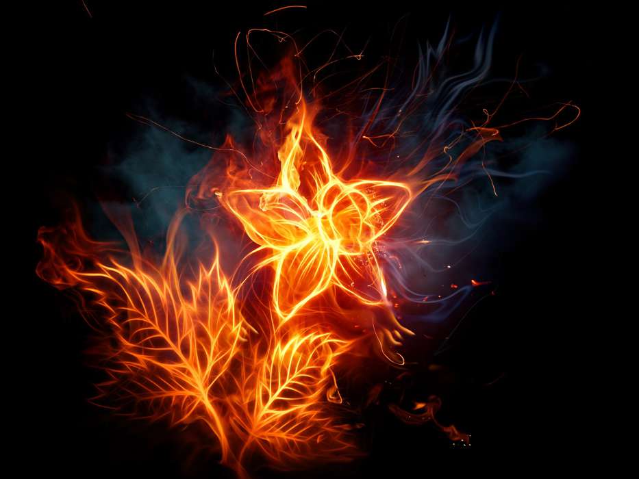 Flowers,Background,Fire