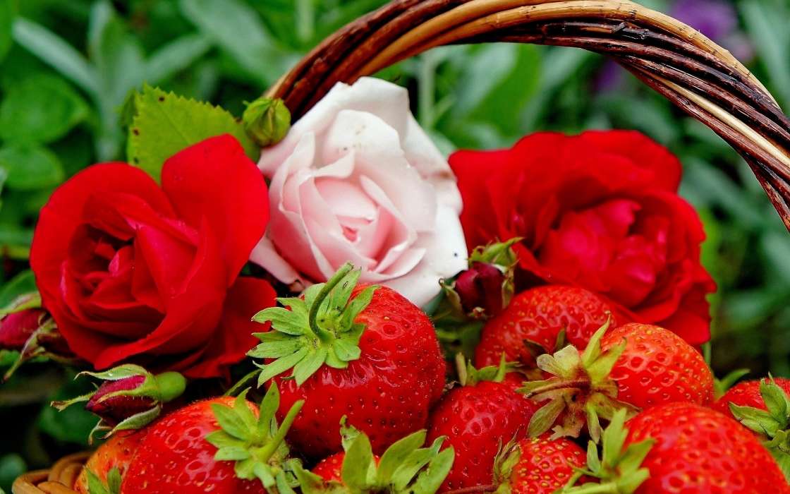 Flowers,Berries,Strawberry,Plants,Roses