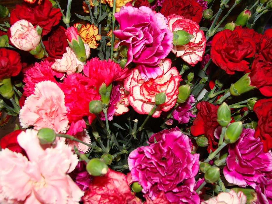 Flowers,Carnations,Plants