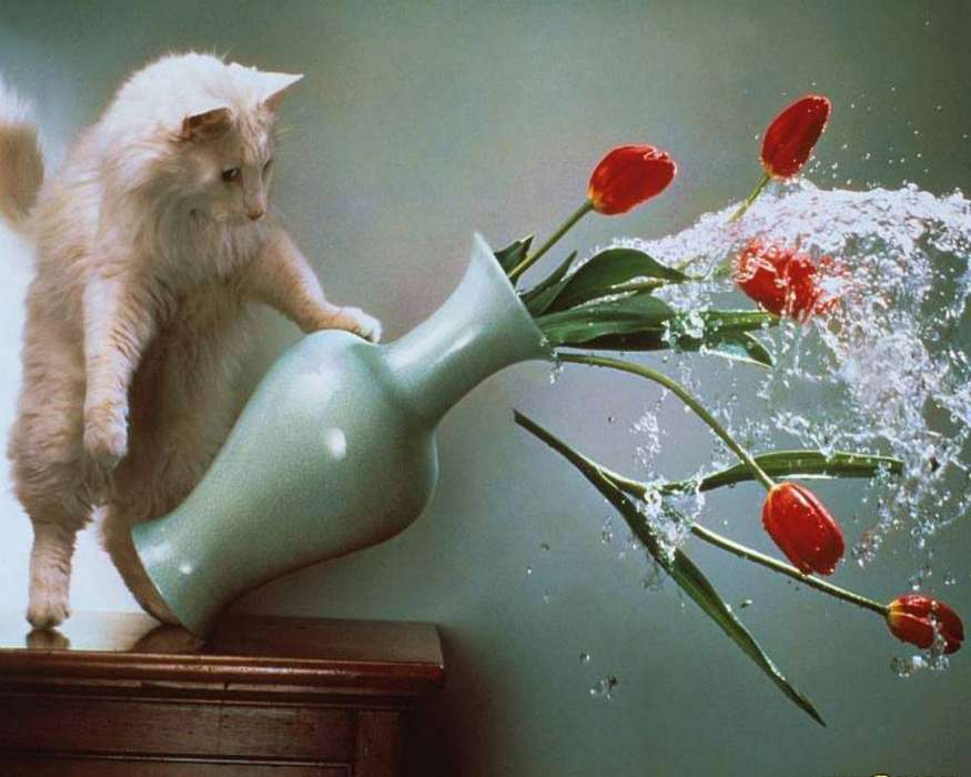 Animals, Cats, Flowers, Tulips