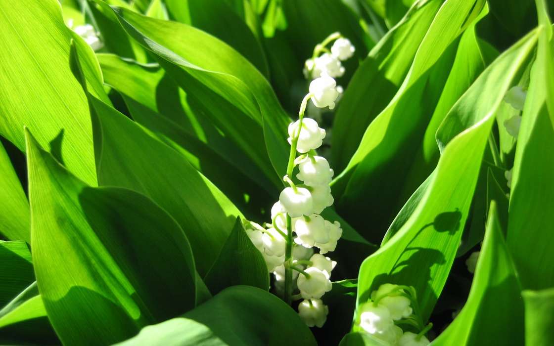 Flowers,Lily of the valley,Plants