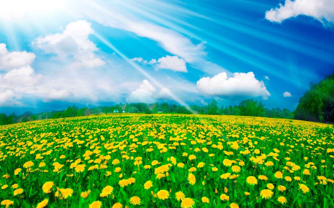 Flowers, Sky, Clouds, Dandelions, Landscape, Fields