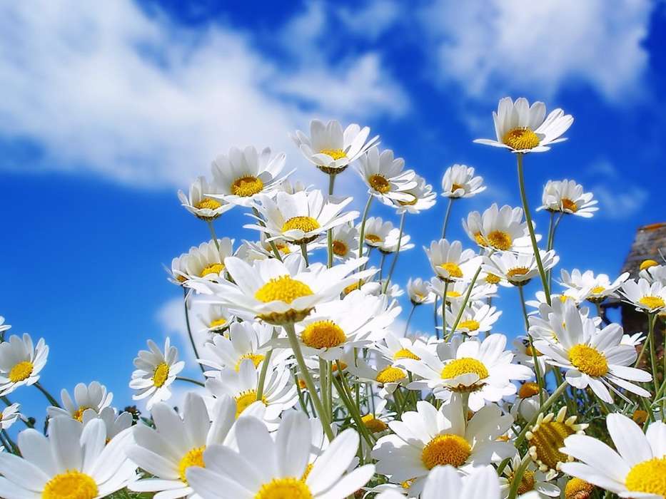 Flowers, Sky, Plants, Camomile
