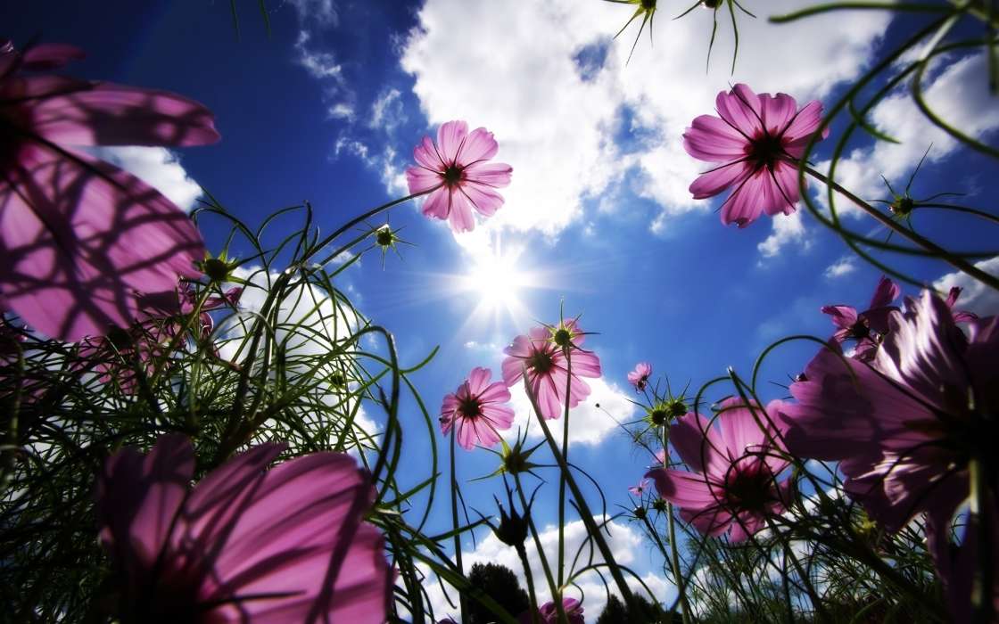 Plants, Flowers, Sky, Sun