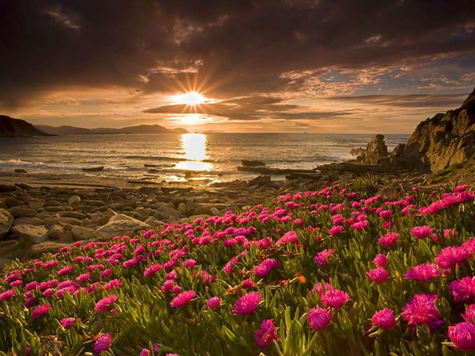 Flowers,Landscape,Beach,Sunset