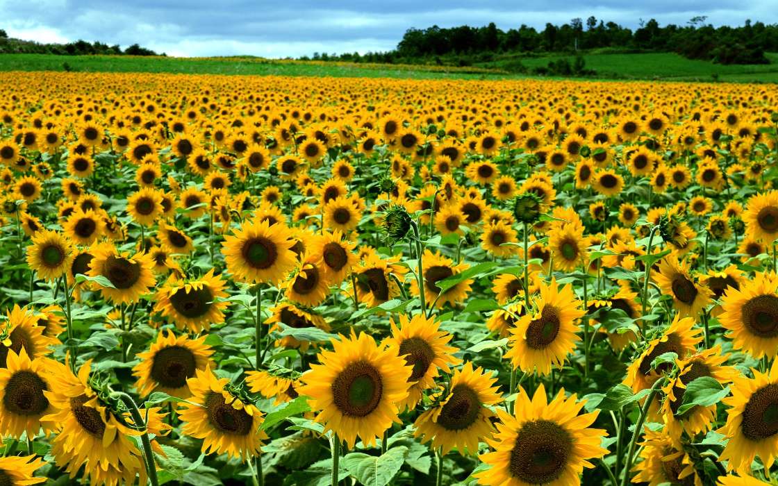 Flowers, Landscape, Sunflowers, Fields