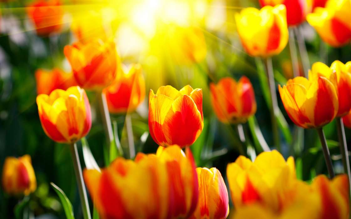 Flowers, Plants, Tulips