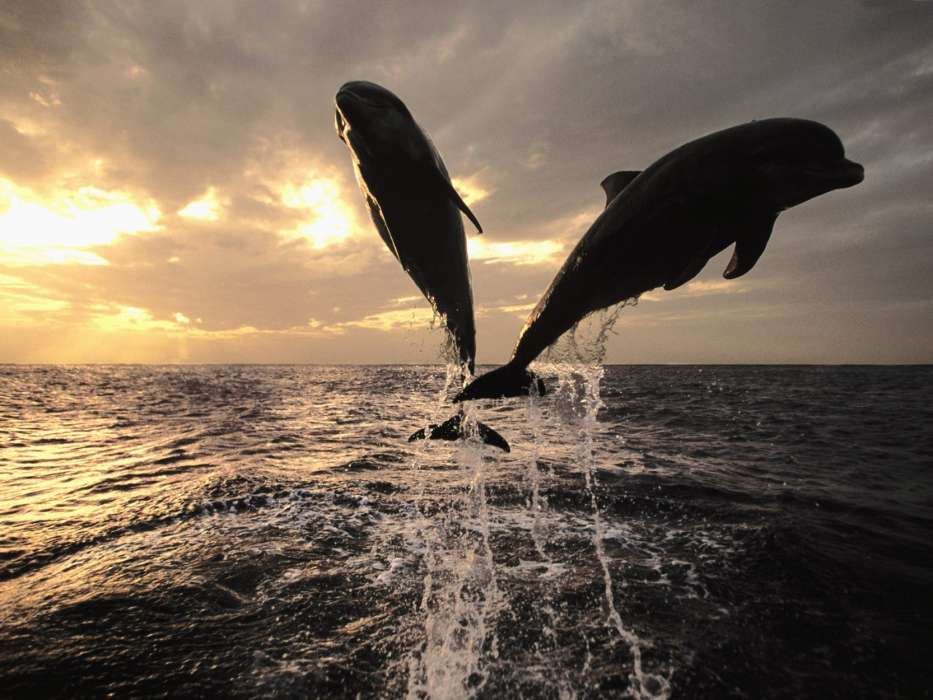 Dolfins,Sea,Animals