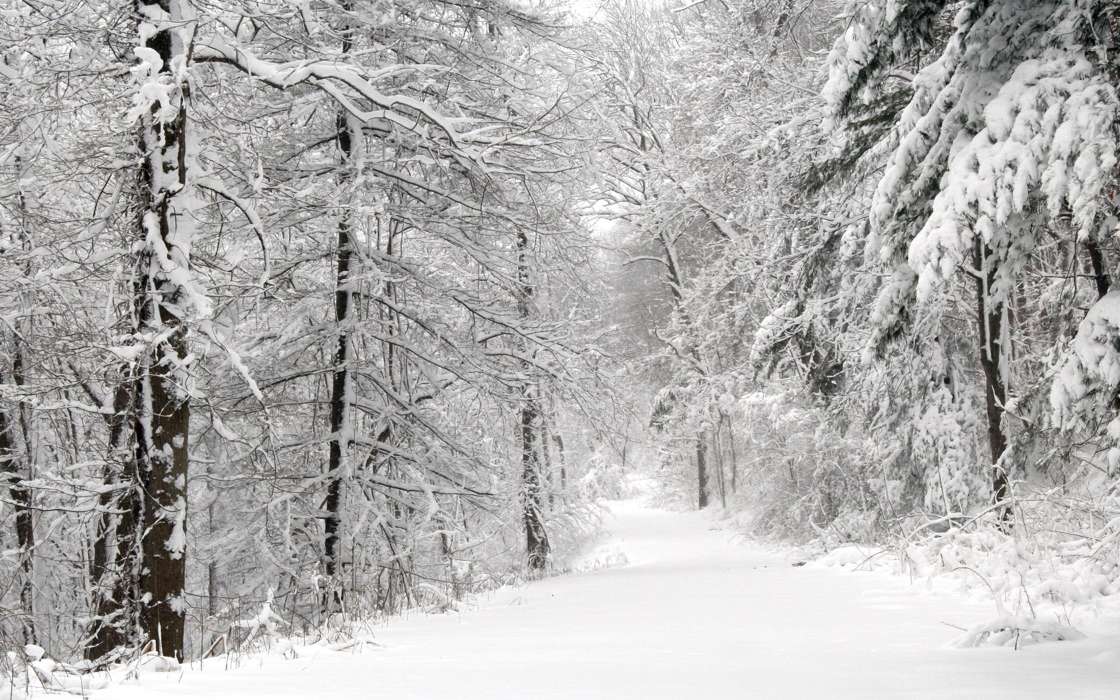 Landscape, Winter, Nature, Trees, Roads, Snow, Fir-trees