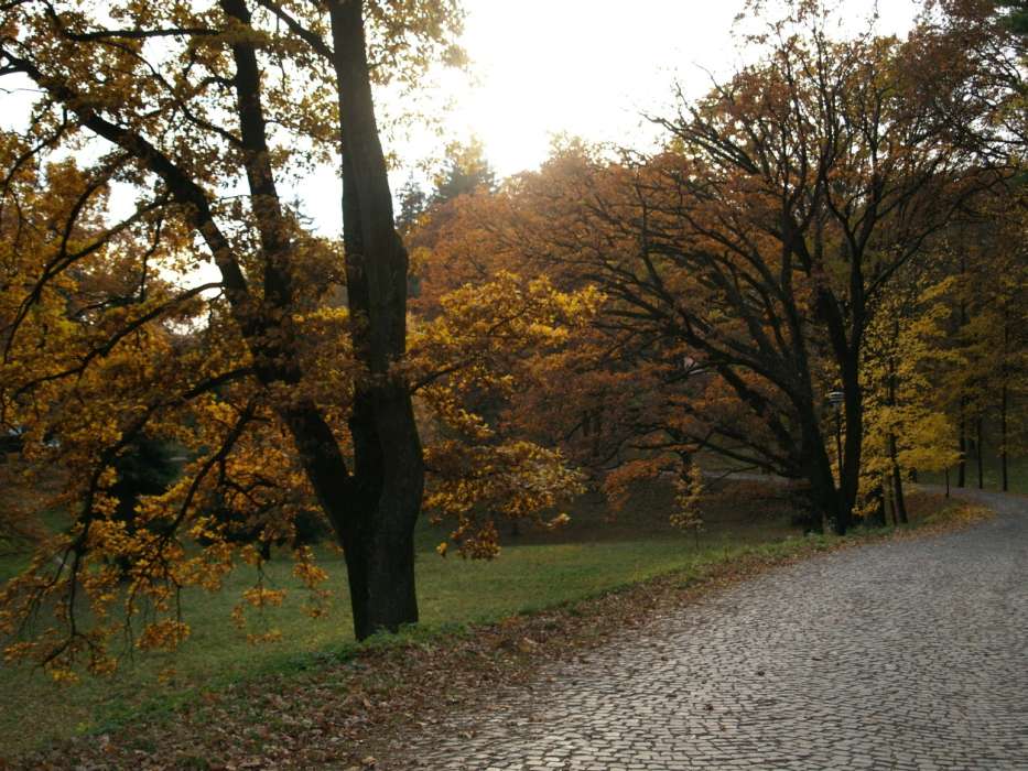 Landscape, Trees, Roads, Autumn