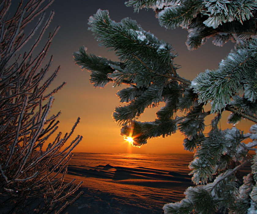 Trees, Fir-trees, Background, Plants, Sunset