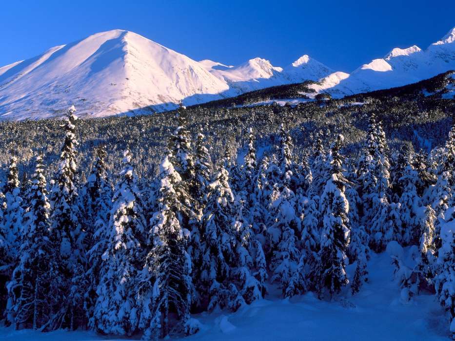 Landscape, Winter, Trees, Mountains, Fir-trees