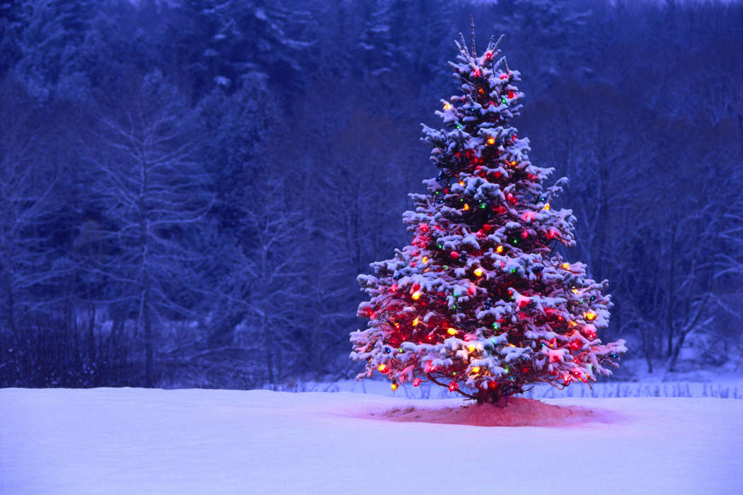 Trees, Fir-trees, New Year, Nature, Holidays, Christmas, Xmas