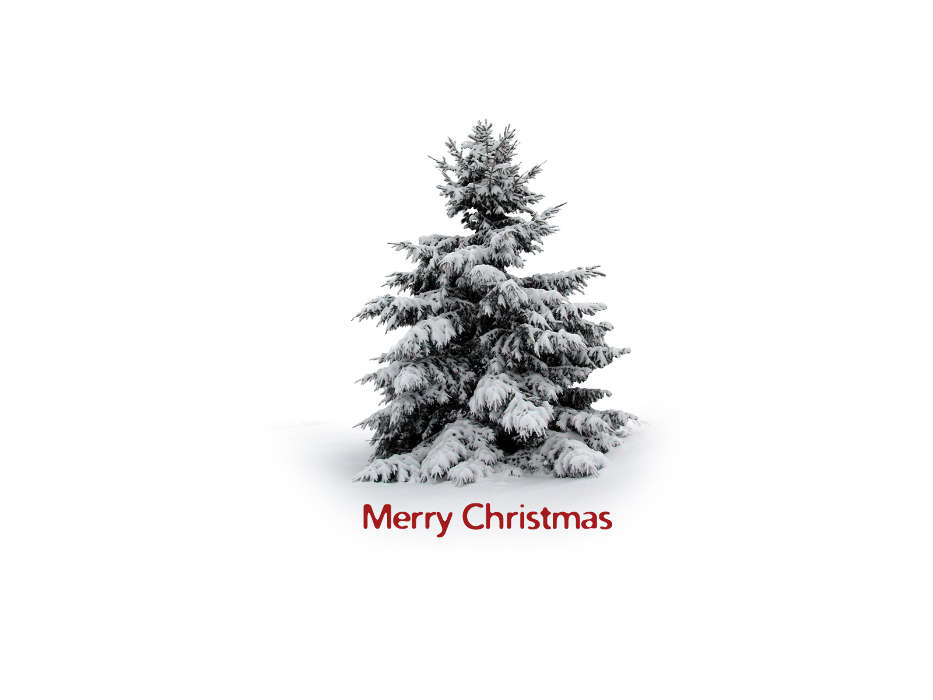 Trees, Fir-trees, New Year, Holidays, Christmas, Xmas, Snow, Winter
