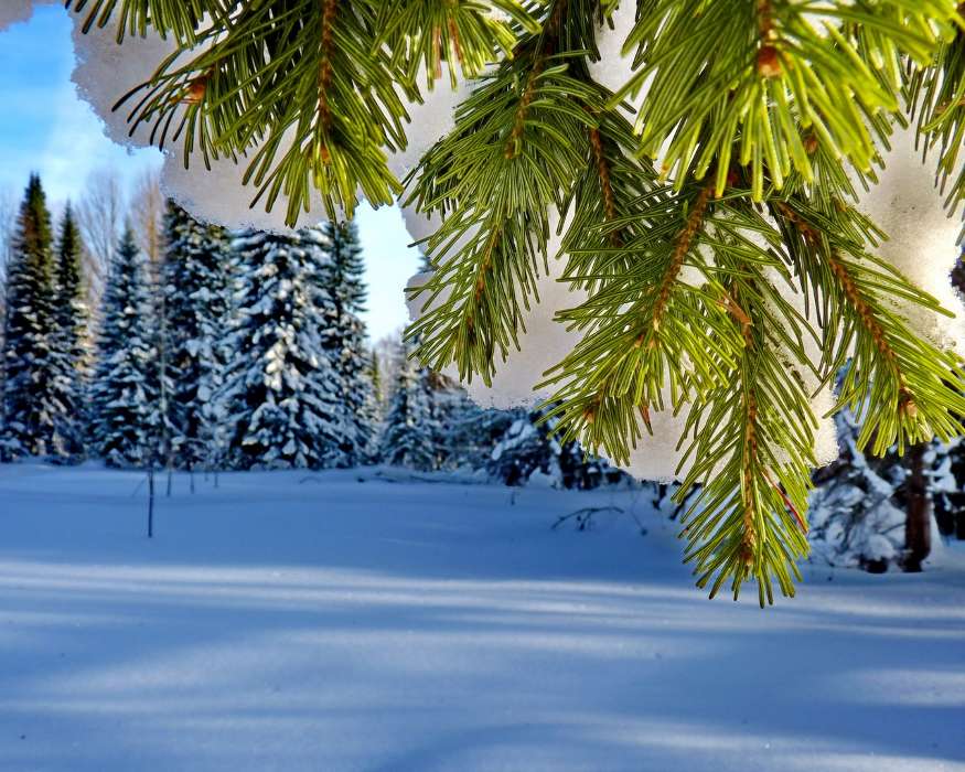 Trees, Fir-trees, Landscape, Plants, Snow, Winter