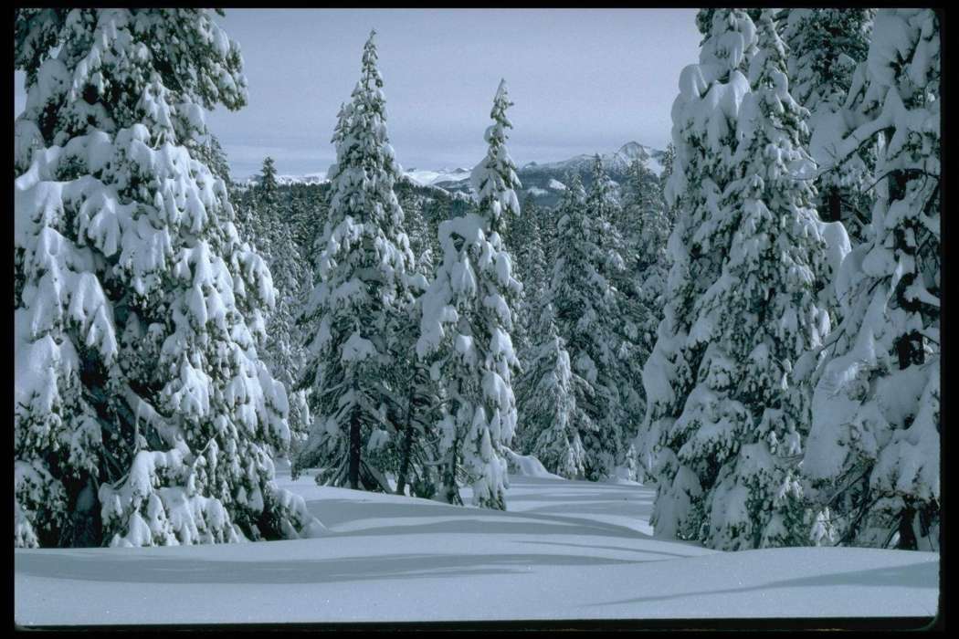 Landscape, Winter, Trees, Fir-trees