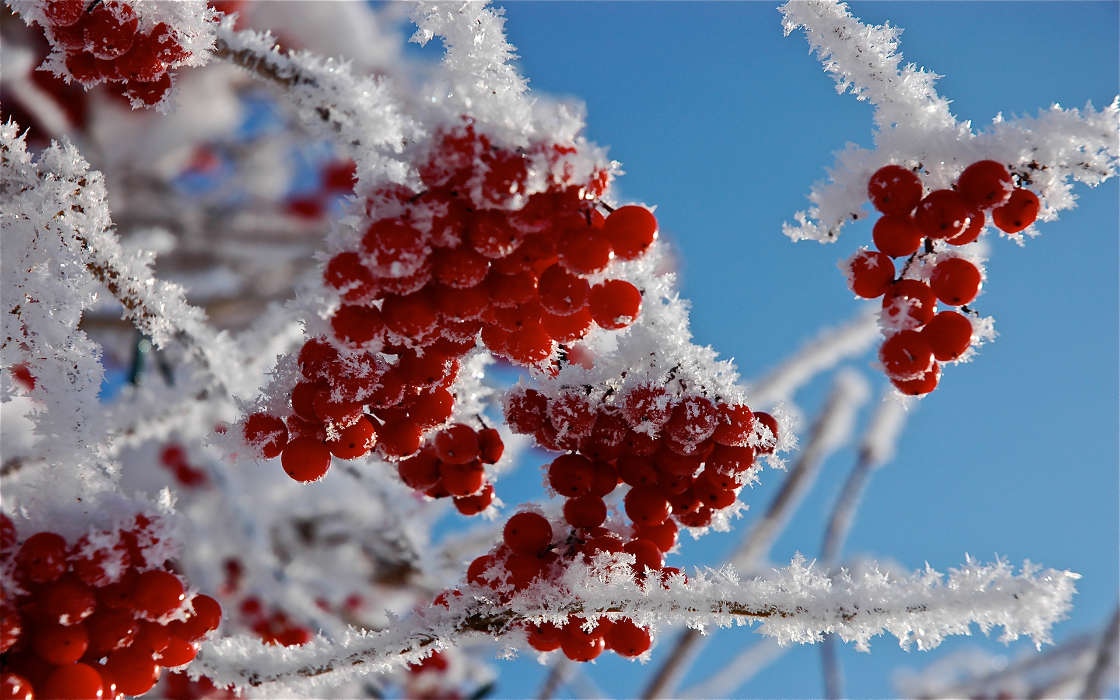 Trees, Berries, Plants, Snow, Winter