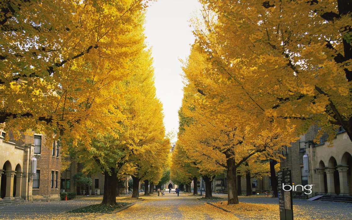 Trees, Leaves, Autumn, Landscape, Streets