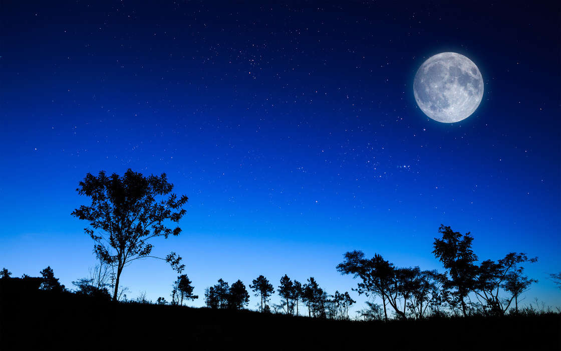 Trees, Moon, Sky, Night, Landscape