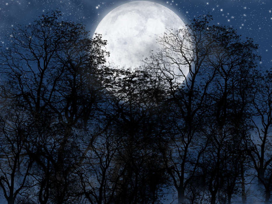Trees, Moon, Night, Landscape