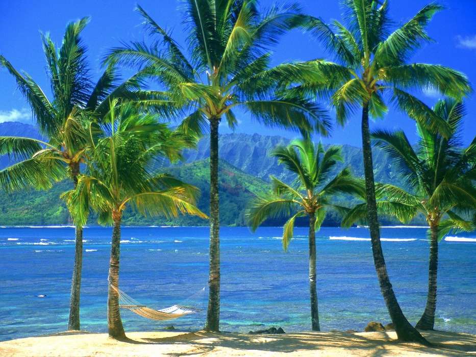 Trees, Sea, Palms, Landscape, Beach