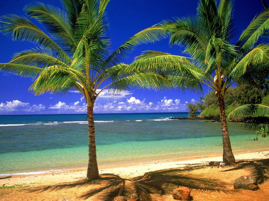 Landscape, Trees, Sea, Beach, Palms